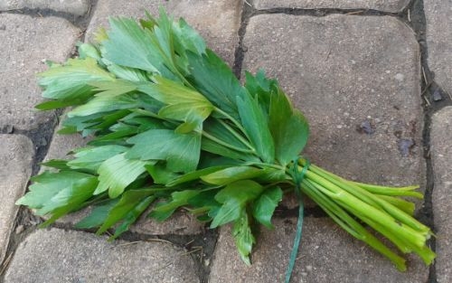 Leustean verde certificat Ecologic Legumedetara - pentru iarna (150 gr) 